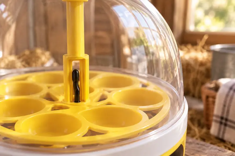 Egg Incubator with Transparent Lid — Before Setting Eggs