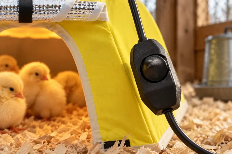 Heated Chick Brooder Tent — Cool Chick Area