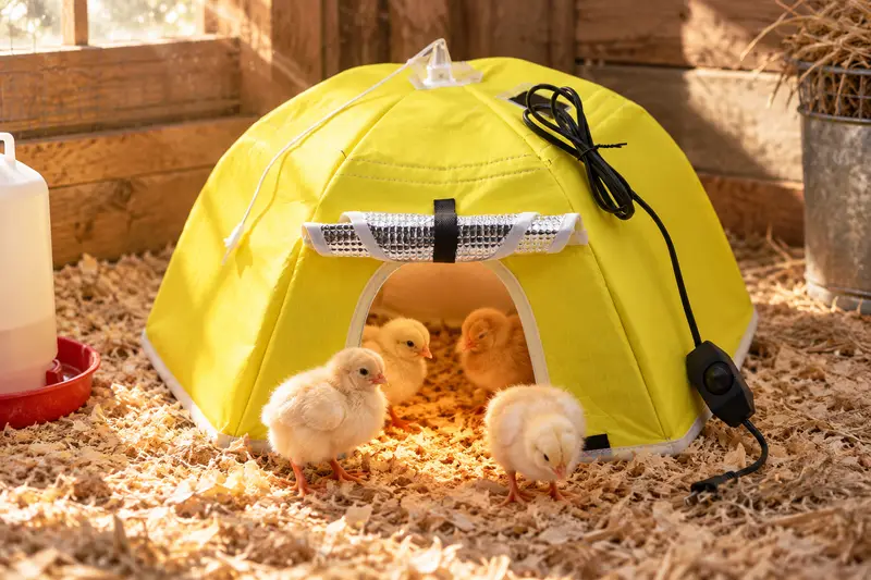 Heated Chick Brooder Tent — Bird Heating Indoors